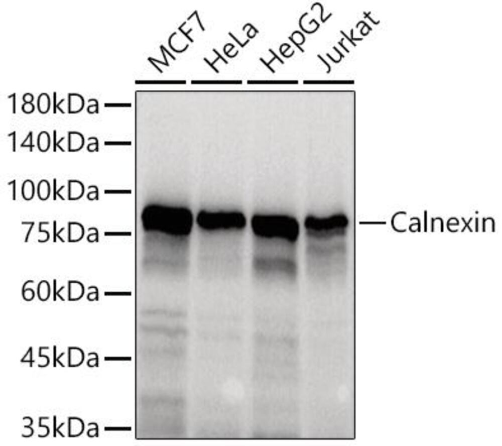 3E9H.1, Antibodies.Com