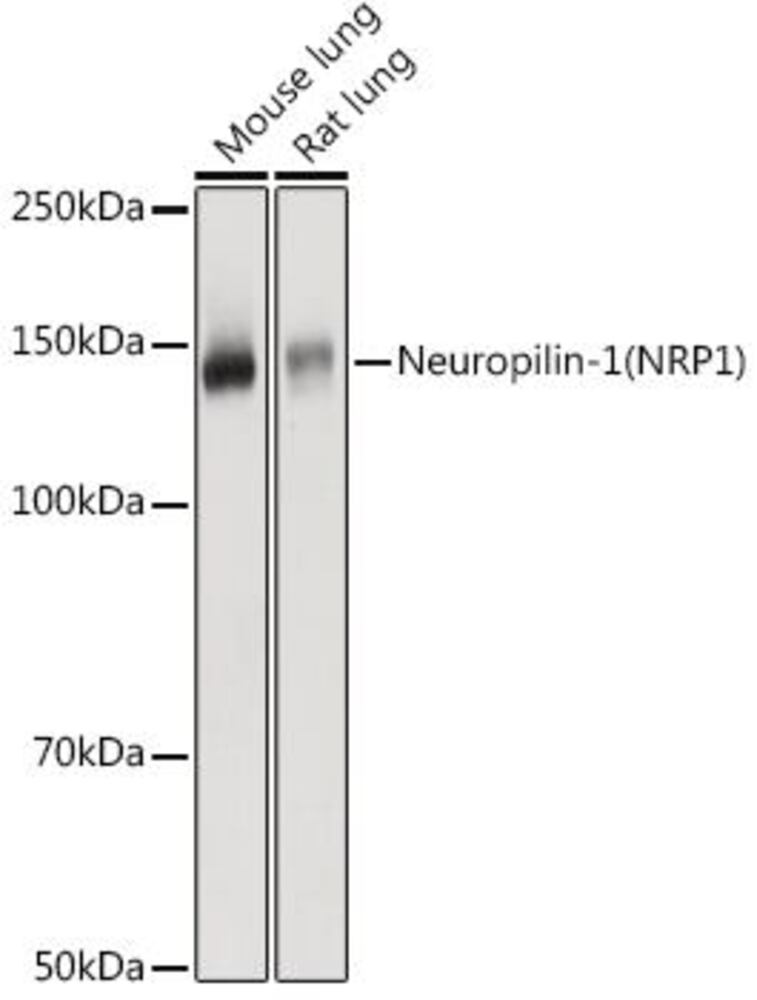 3E9K.1, Antibodies.Com