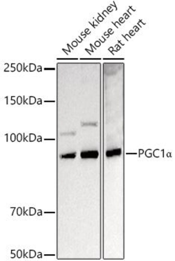 3E9L.1, Antibodies.Com