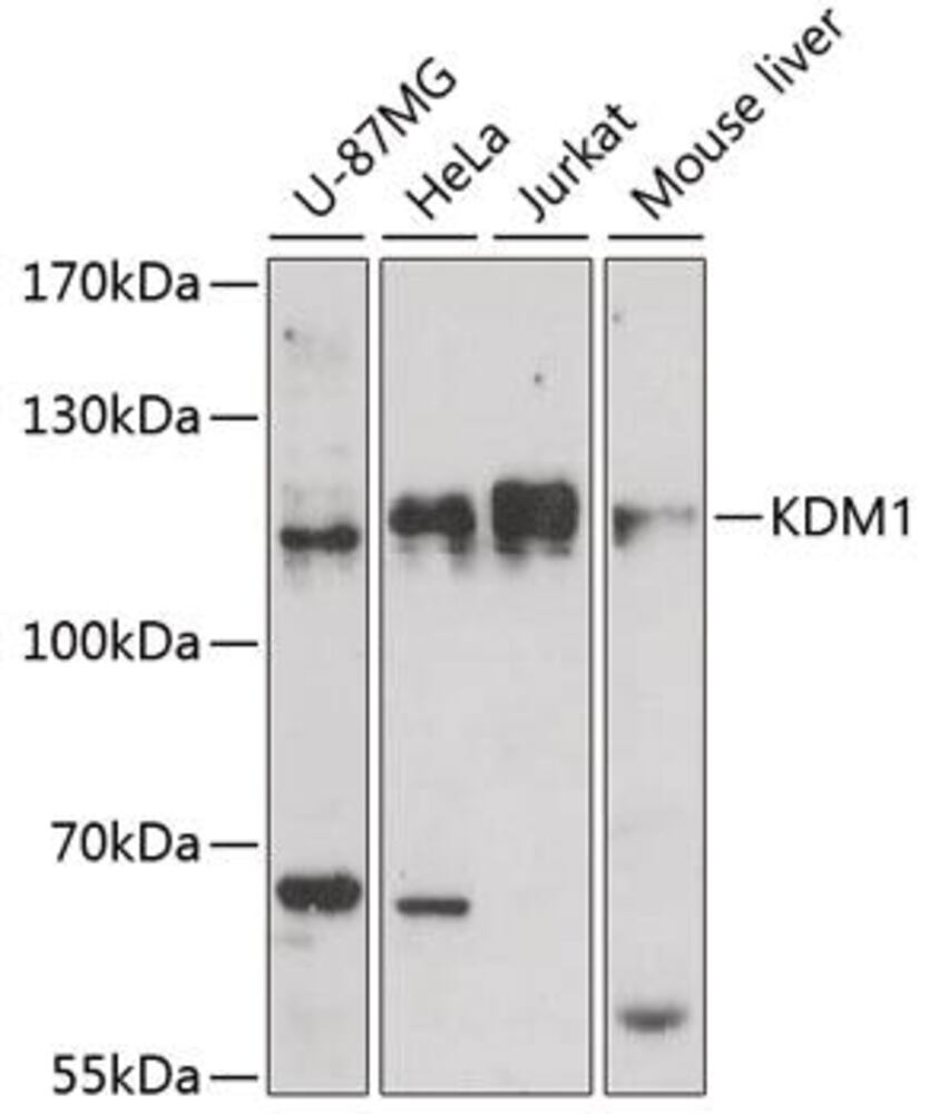 3E9N.1, Antibodies.Com
