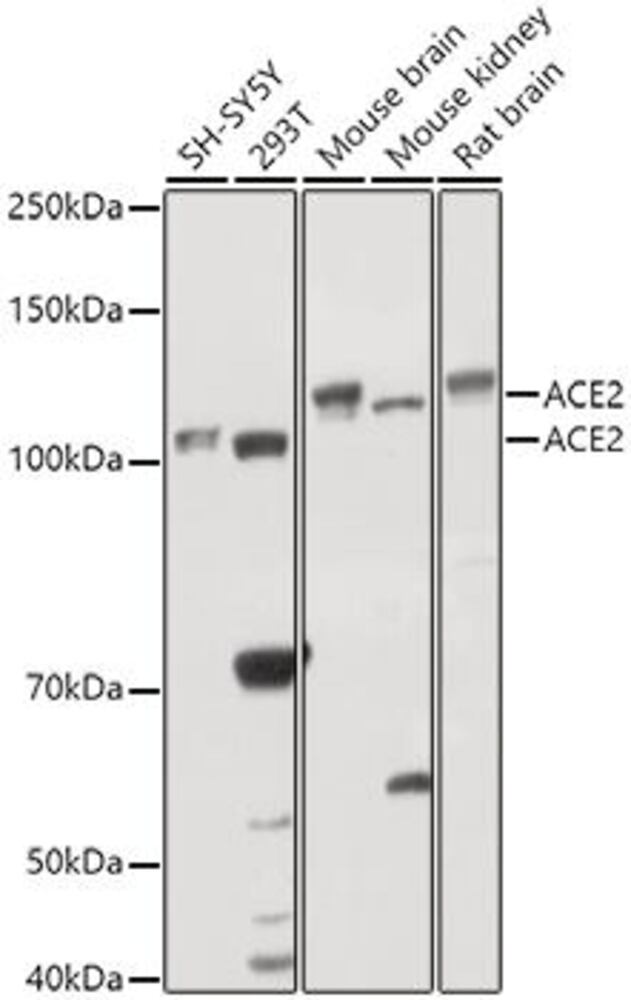 3E9P.1, Antibodies.Com