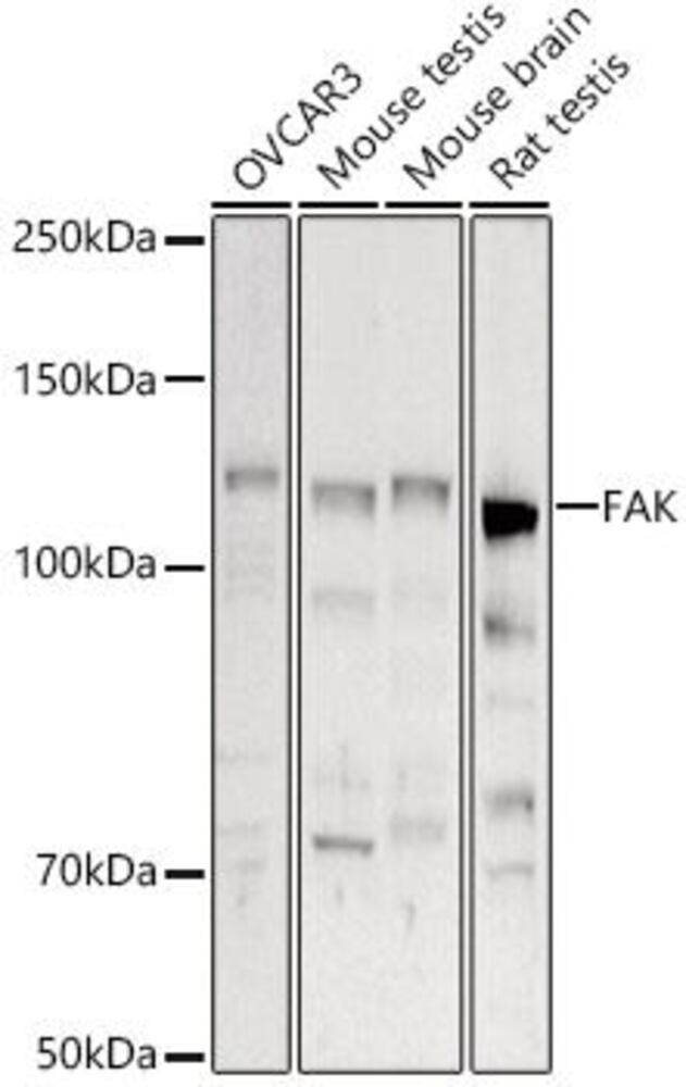 3E9T.1, Antibodies.Com