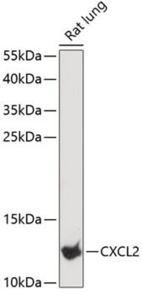 3E9X.1, Antibodies.Com