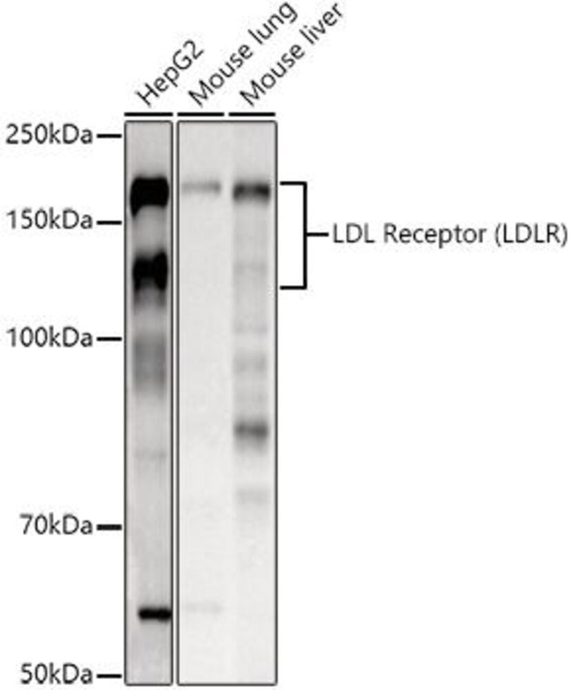 3E9Y.1, Antibodies.Com