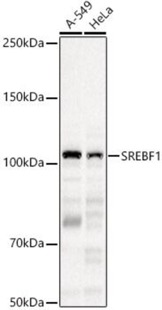 3EA0.1, Antibodies.Com