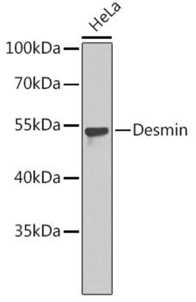 3EA1.1, Antibodies.Com
