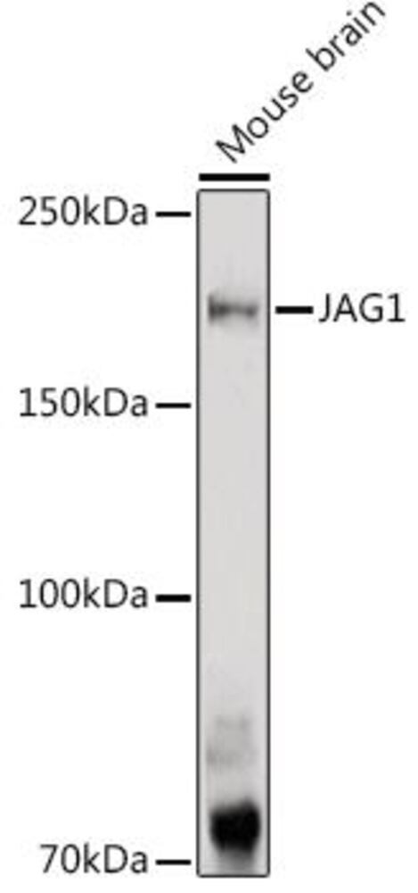 3EA2.1, Antibodies.Com