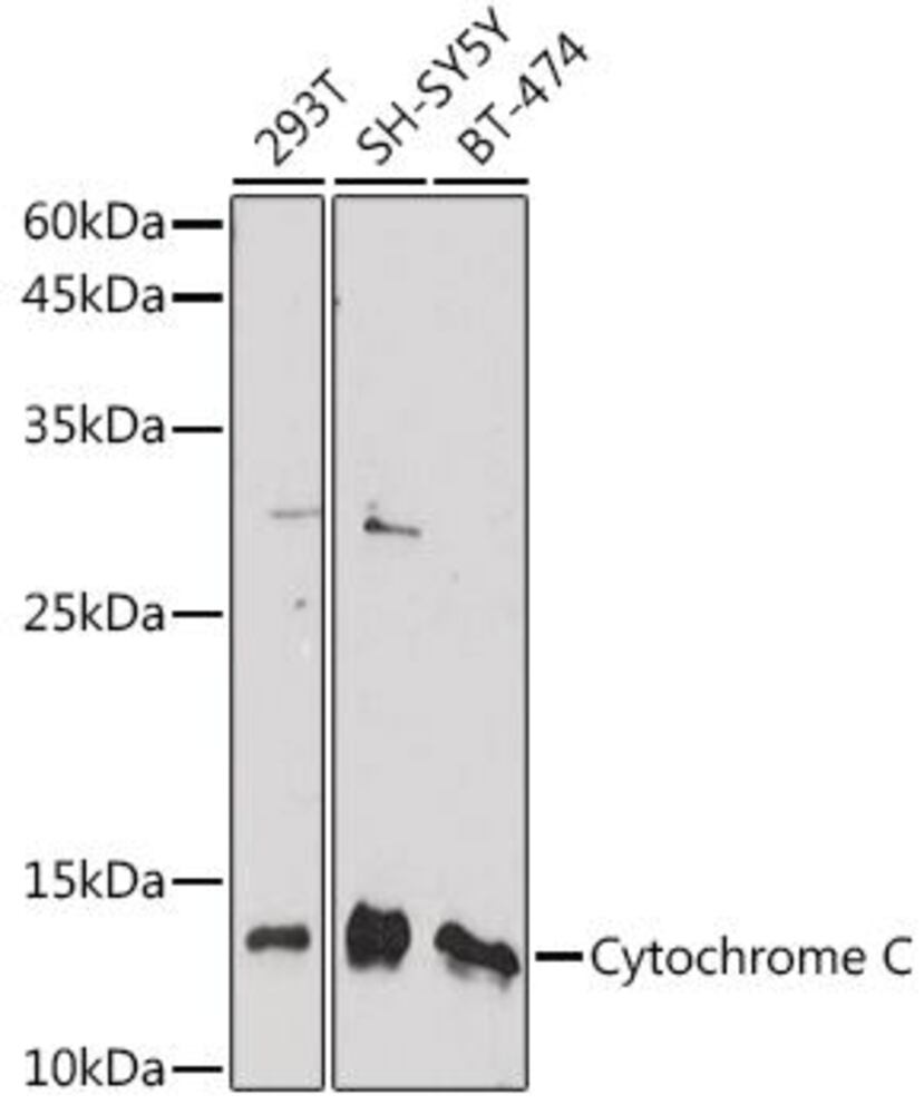 3EA3.1, Antibodies.Com