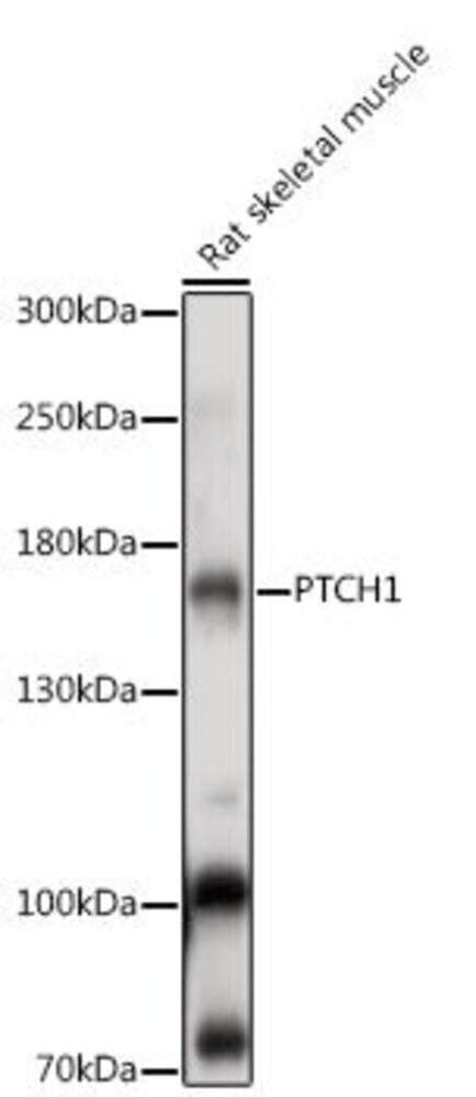3EA4.1, Antibodies.Com