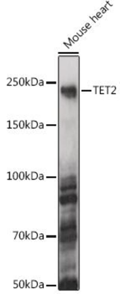 3EA5.1, Antibodies.Com