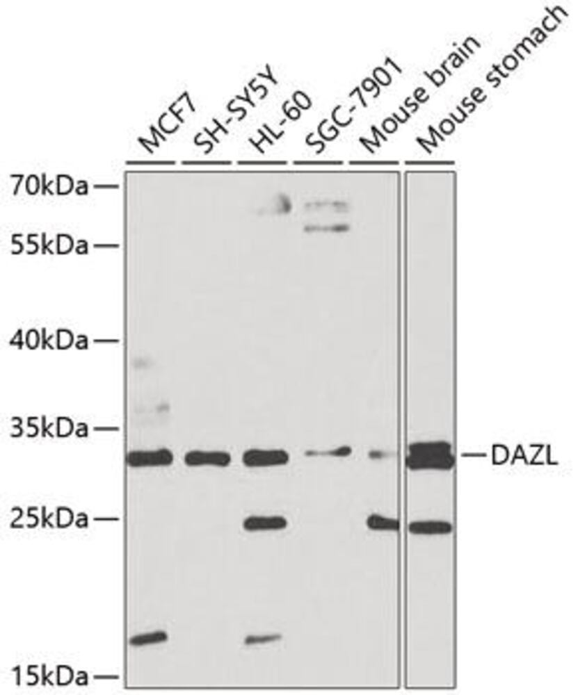 3EA6.1, Antibodies.Com