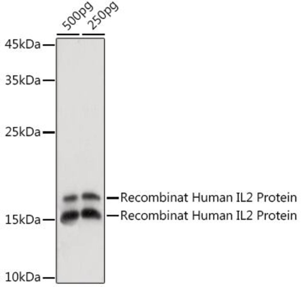 3EA7.1, Antibodies.Com