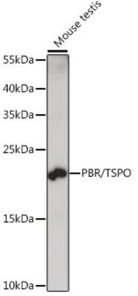 3EA8.1, Antibodies.Com