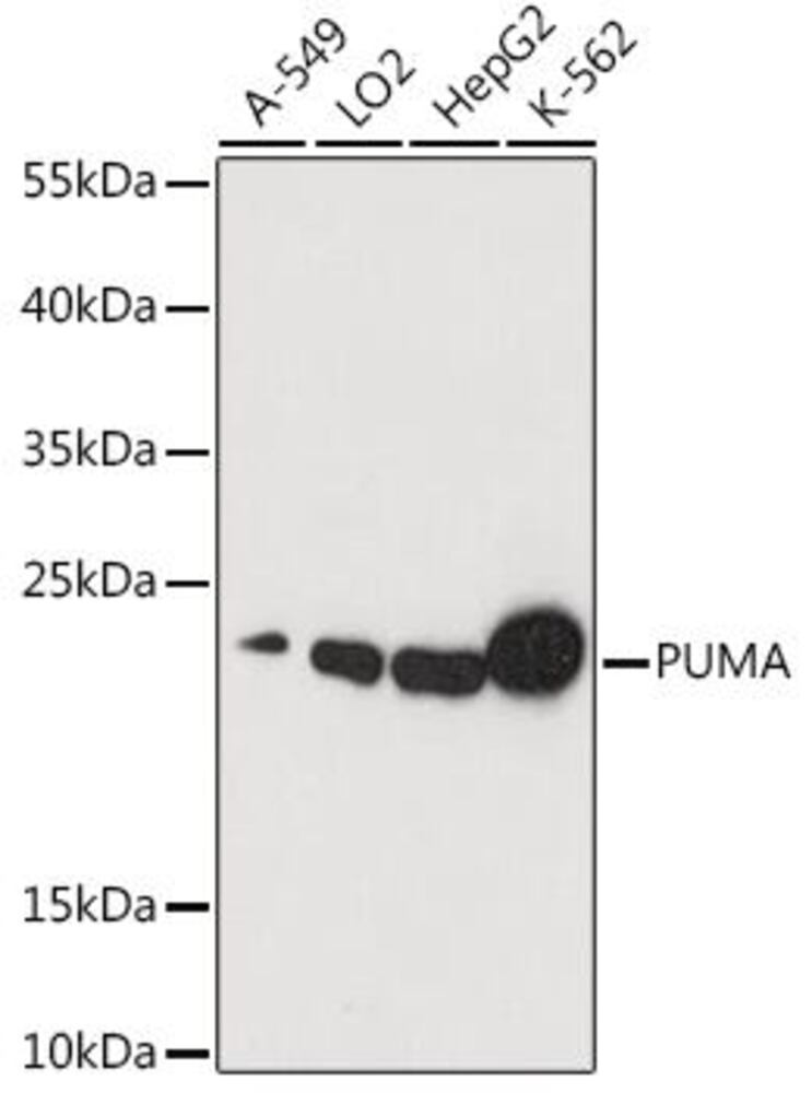 Anti-PUMA Antibody