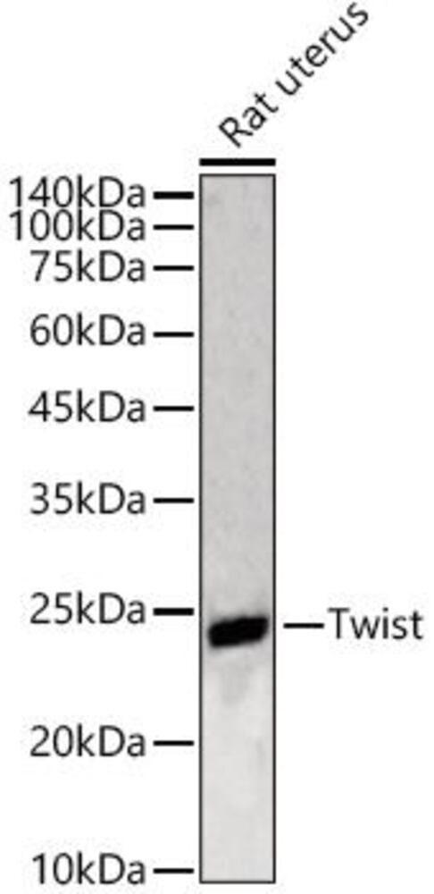 3EAA.1, Antibodies.Com