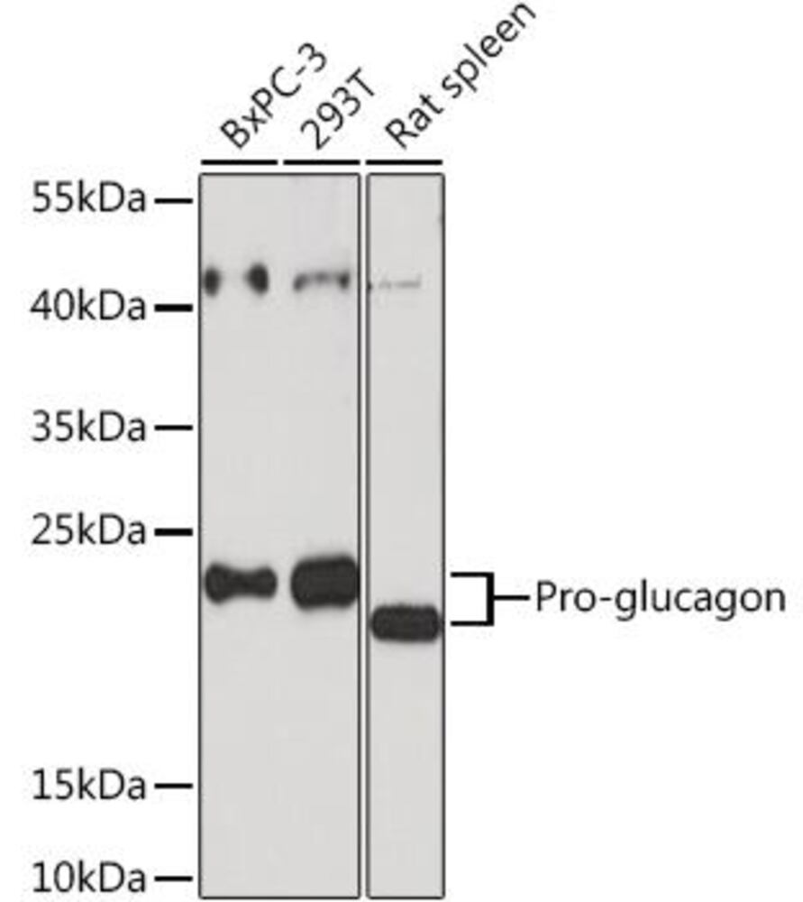 3EAC.1, Antibodies.Com
