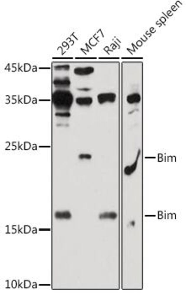 3EAE.1, Antibodies.Com