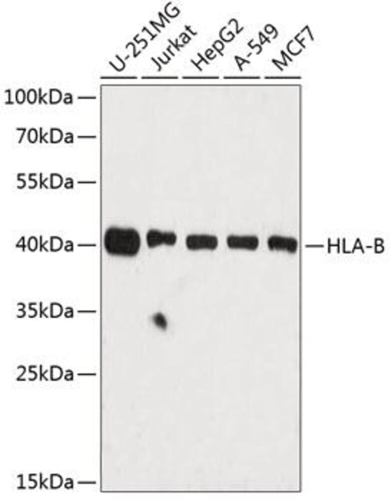 3EAH.1, Antibodies.Com