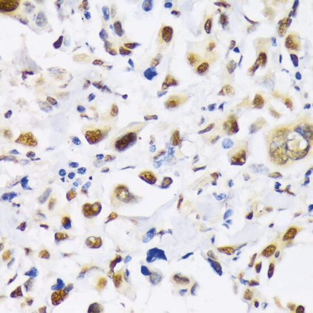 3EAK.1, Antibodies.Com