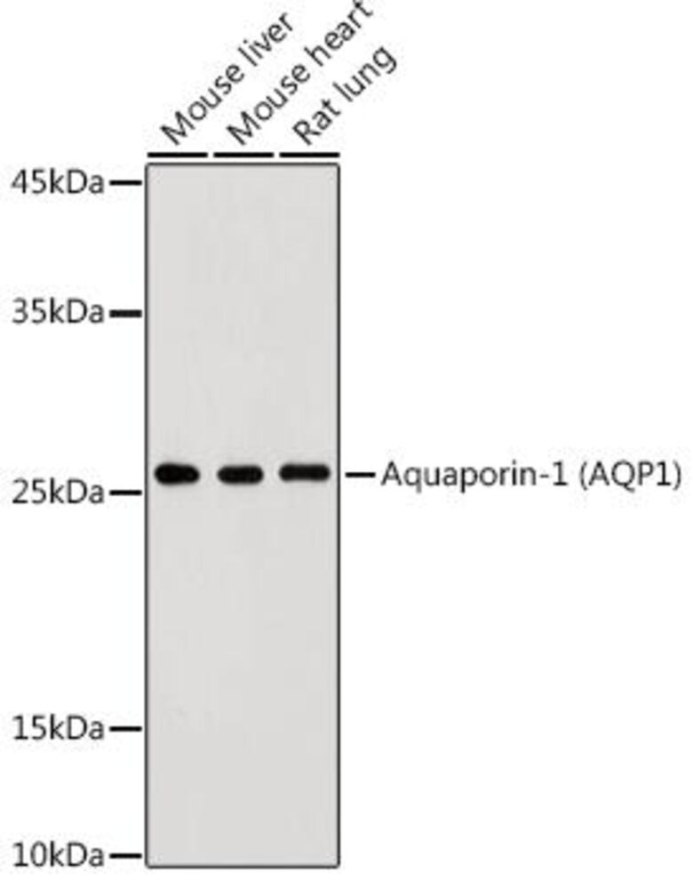 3EAL.1, Antibodies.Com