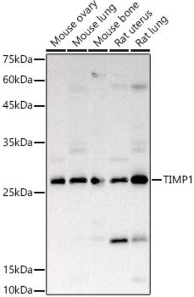 3EAN.1, Antibodies.Com