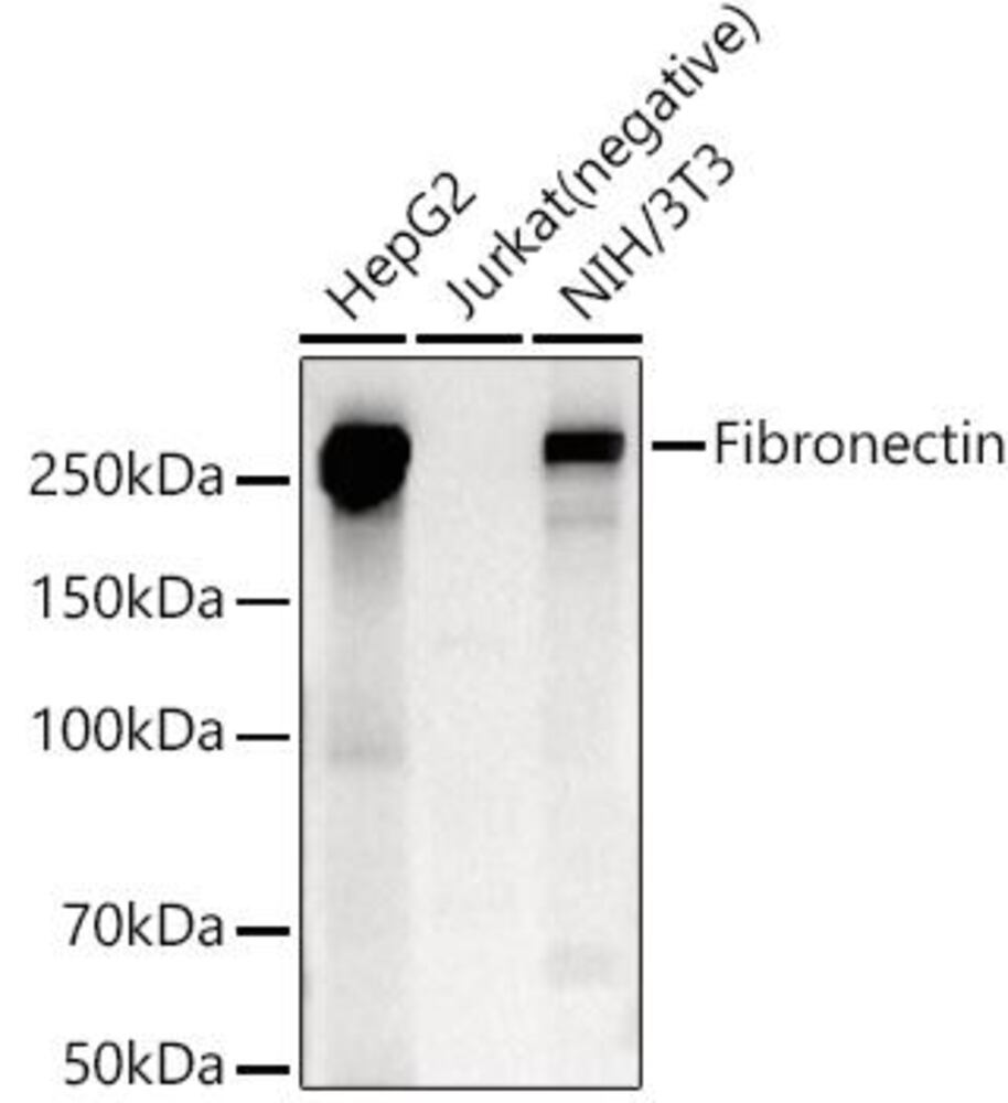 3EAP.1, Antibodies.Com