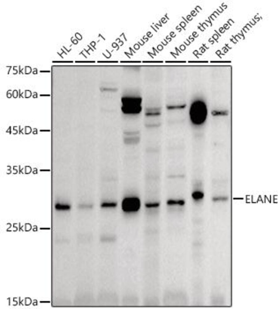 3EAT.1, Antibodies.Com