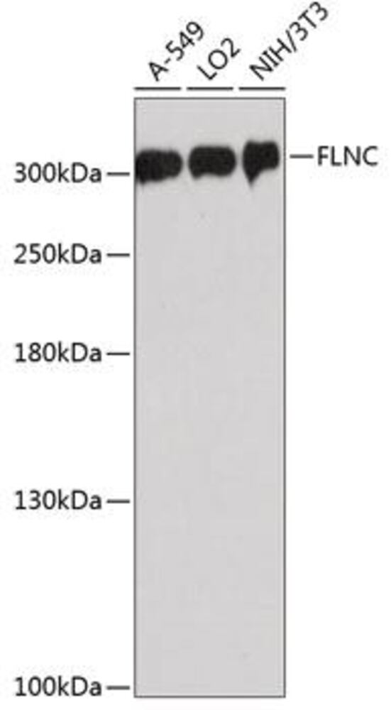 3EAX.1, Antibodies.Com