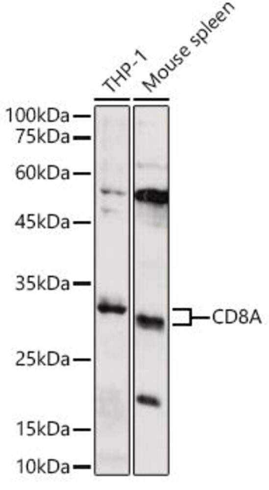 3EAY.1, Antibodies.Com