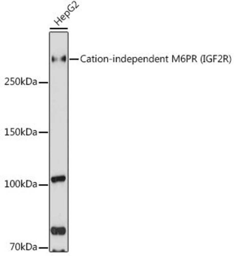 3EC0.1, Antibodies.Com
