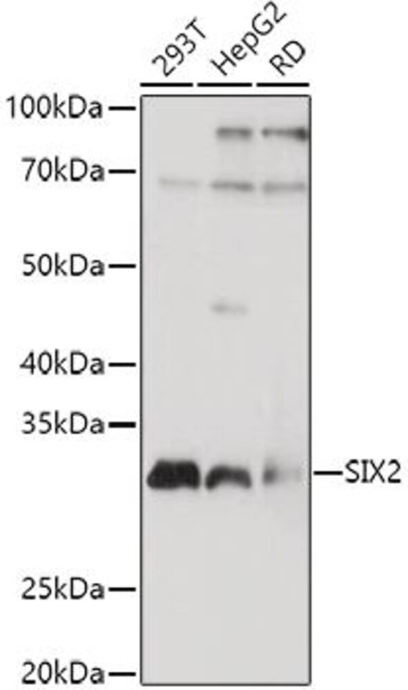 3EC1.1, Antibodies.Com