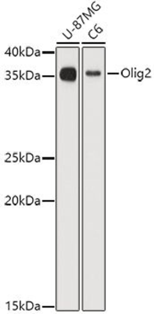 3EC2.1, Antibodies.Com