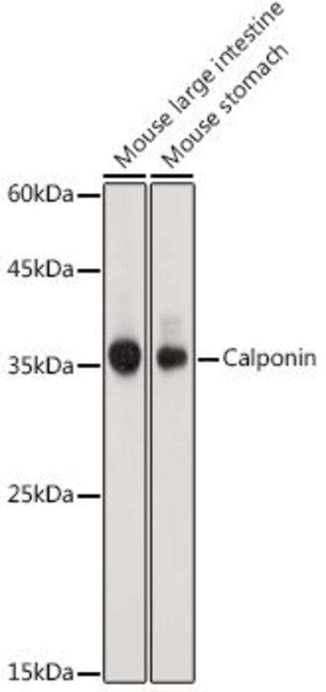 3EC3.1, Antibodies.Com
