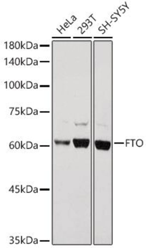3EC4.1, Antibodies.Com