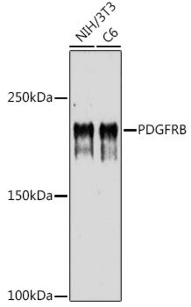 3EC5.1, Antibodies.Com