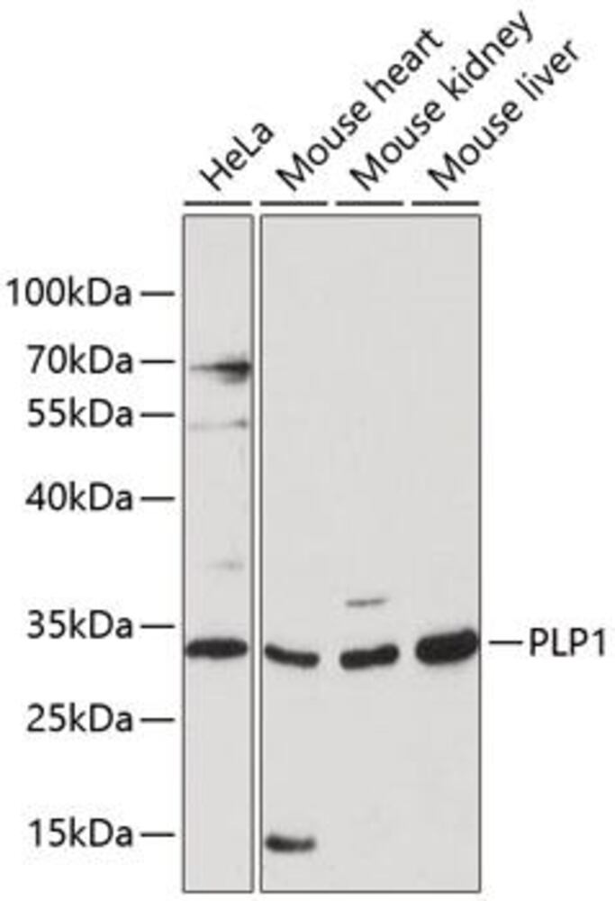 3EC6.1, Antibodies.Com