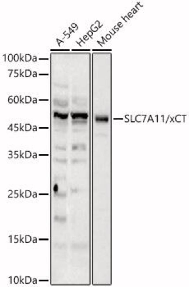 3EC8.1, Antibodies.Com