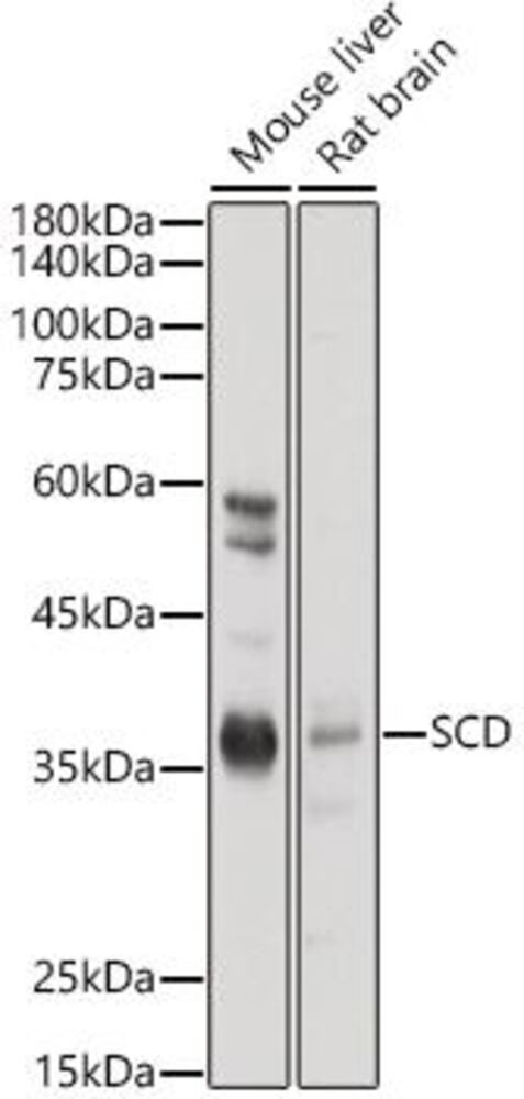 3EC9.1, Antibodies.Com
