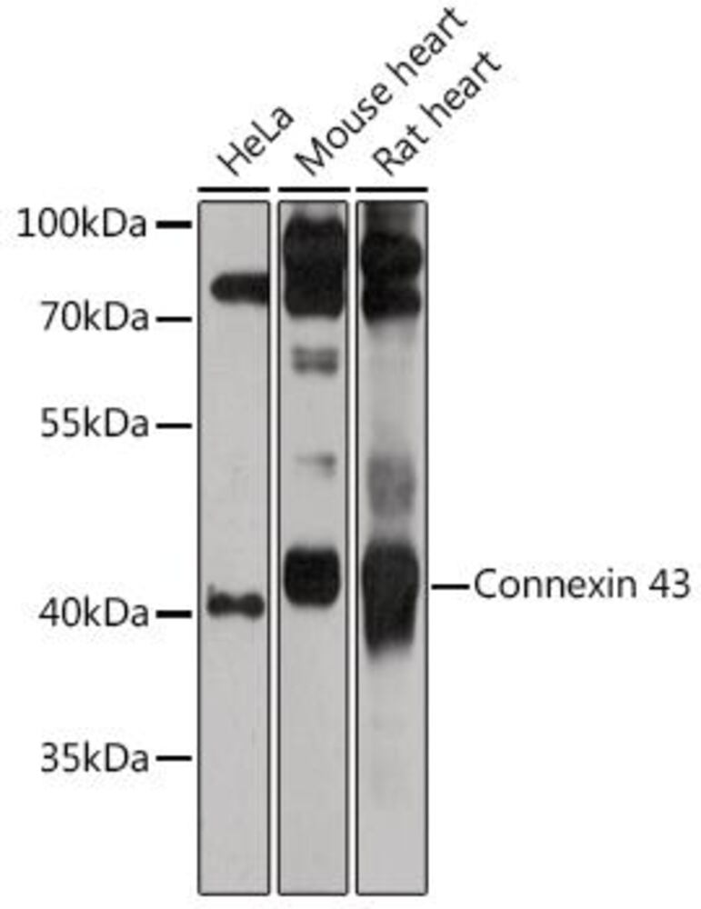 3ECC.1, Antibodies.Com