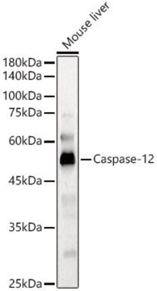 3ECE.1, Antibodies.Com