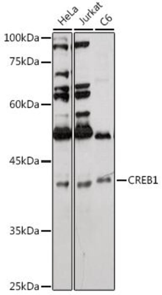 3ECH.1, Antibodies.Com