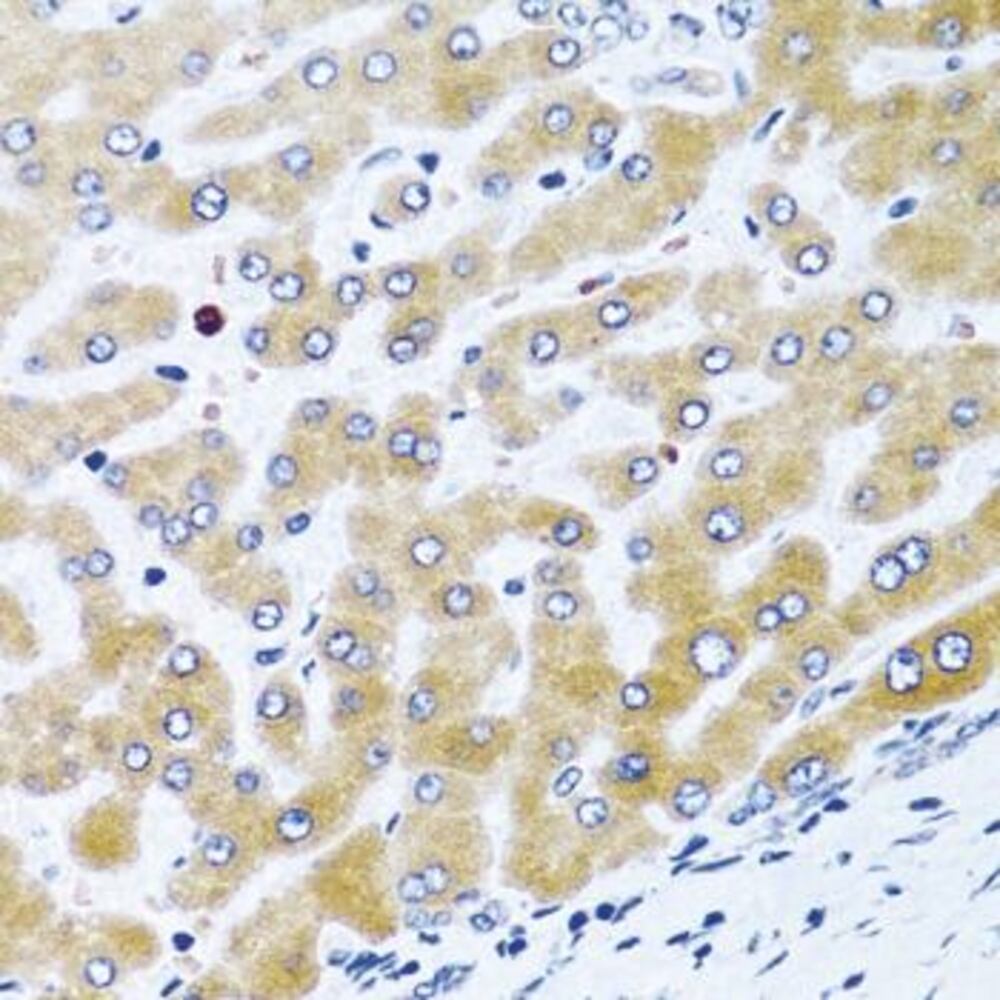 3ECK.1, Antibodies.Com