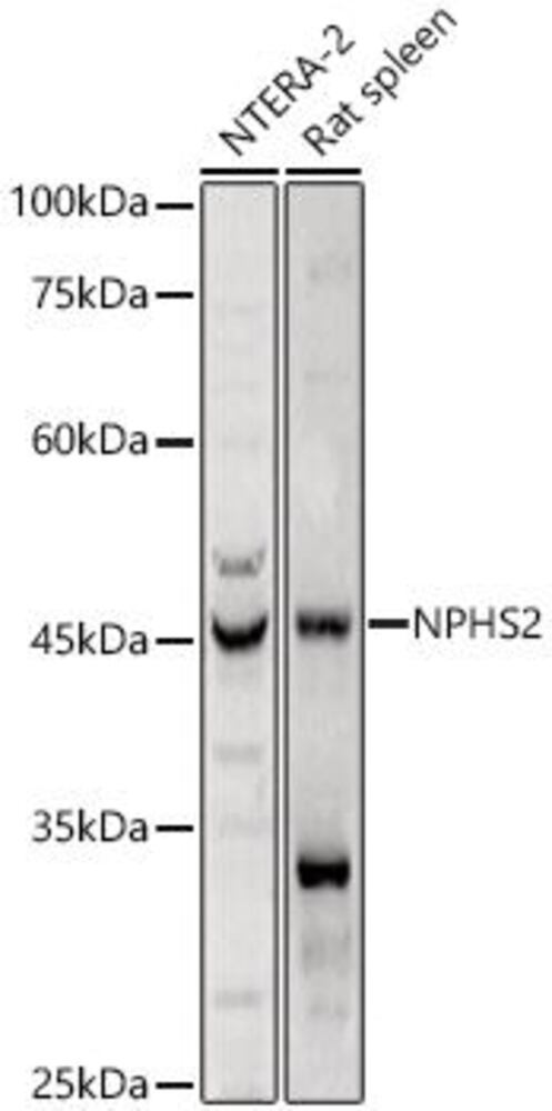 3ECL.1, Antibodies.Com