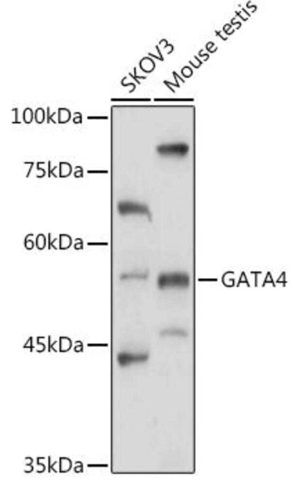 3ECN.1, Antibodies.Com