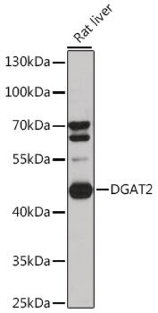 3ECP.1, Antibodies.Com