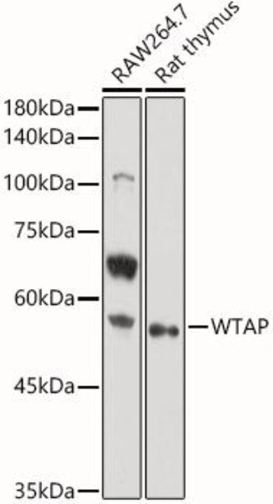 3ECT.1, Antibodies.Com