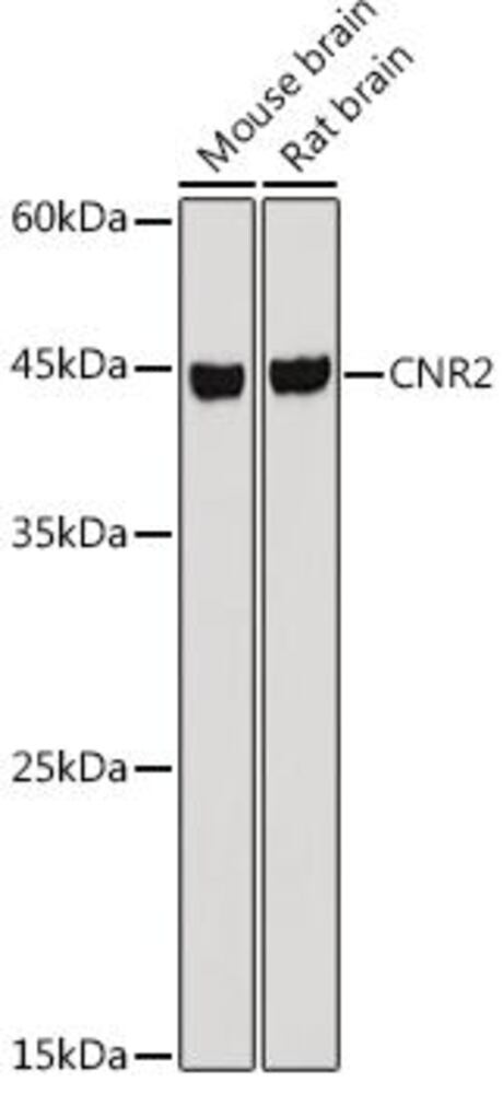 3ECX.1, Antibodies.Com