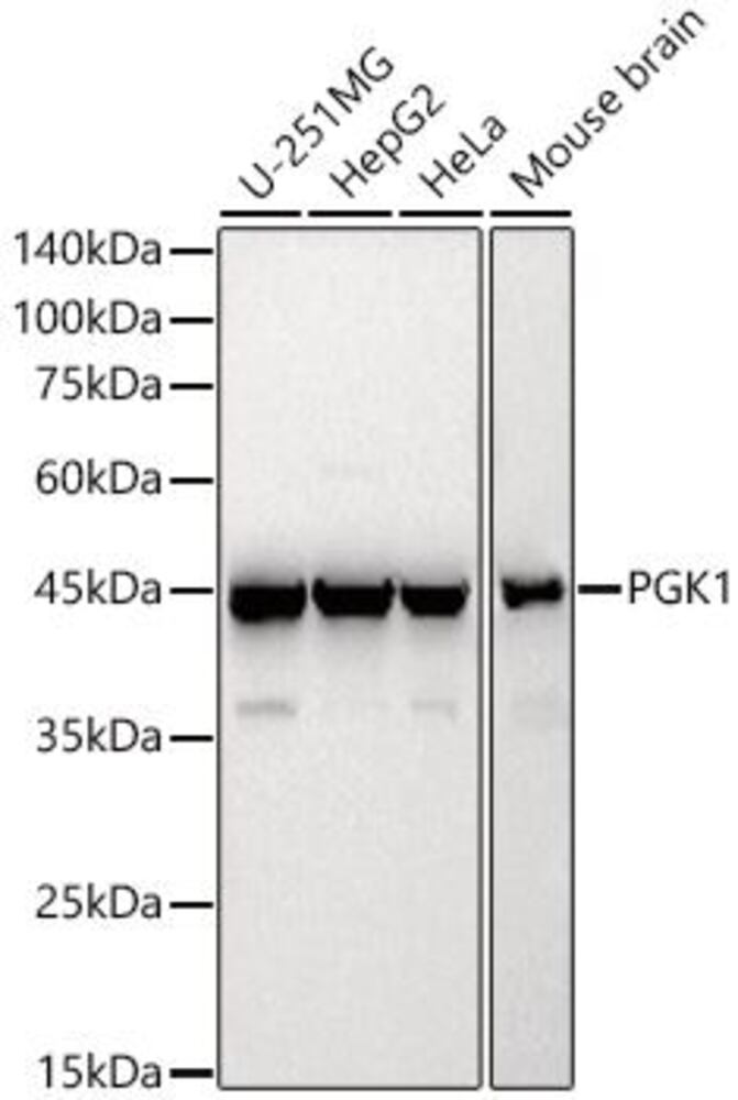 3EE0.1, Antibodies.Com