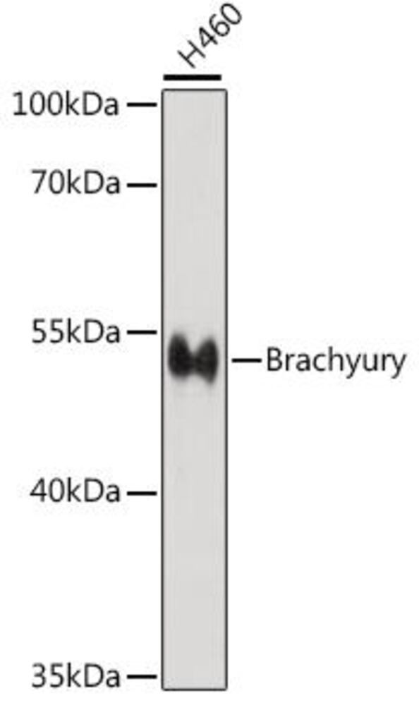 3EE1.1, Antibodies.Com