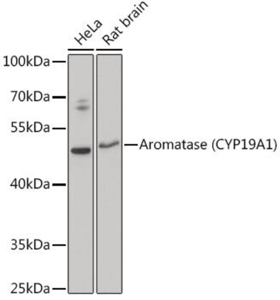 3EE2.1, Antibodies.Com